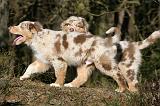 BERGER AUSTRALIEN PUPPIES 646
